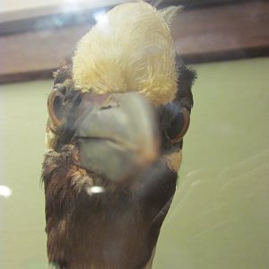 Birds of DC Case 9 Yellow Crowned Night Heron Closeup