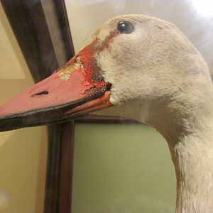 Birds of DC Case 11 Tundra Swan 1 Closeup