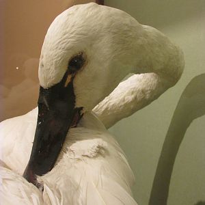 Birds of DC Case 11 Tundra Swan 2 Closeup
