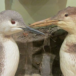 Birds of DC Case 2 Red Throated Loons