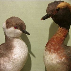 Birds of DC Case 2 Horned Grebes