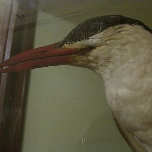 Birds of DC Case 7 Caspian Tern