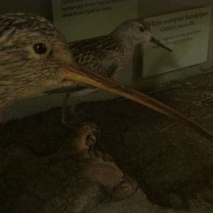 Birds of DC Case 7 Long Billed Curlew