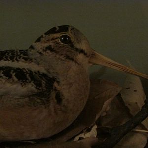 Birds of DC Case 7 American Woodcock