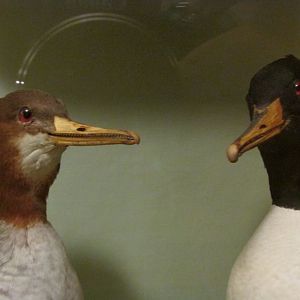 Birds of DC Case 4 Common Merganser