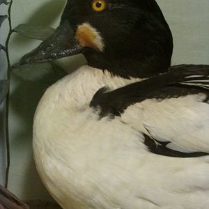 Birds of DC Case 4 Common Goldeneye