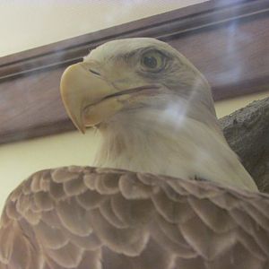 Birds of DC Case 12 Bald Eagle