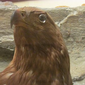 Birds of DC Case 12 Golden Eagle 1