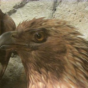 Birds of DC Case 12 Golden Eagle 2
