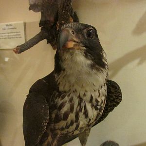 Birds of DC Case 13 Peregrine Falcon