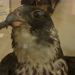 Birds of DC Case 13 Peregrine Falcon