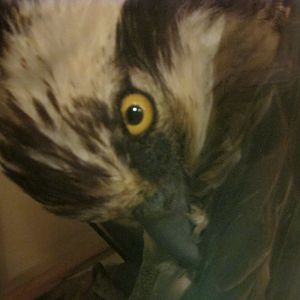 Birds of DC Case 13 Osprey