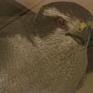 Birds of DC Case 13 Northern Goshawk