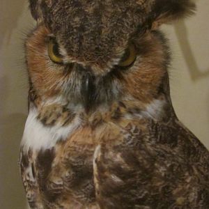 Birds of DC Case 14 Great Horned Owl