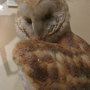 Birds of DC Case 14 Barn Owl