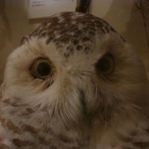 Birds of DC Case 14 Snowy Owl