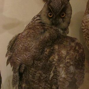 Birds of DC Case 14 Long Eared Owl