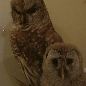 Birds of DC Case 14 Barred Owls