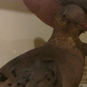 Birds of DC Case 14 Passenger Pigeon
