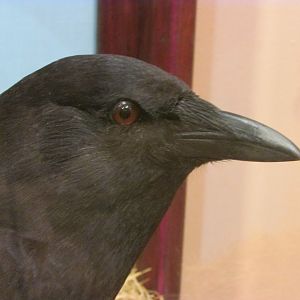 Birds of DC Case 17 American Crow
