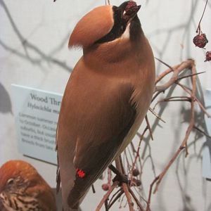 Birds of DC Case 17 Cedar Waxwing