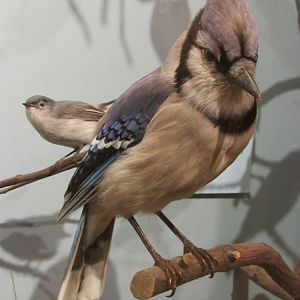 Birds of DC Case 17 Blue Jay
