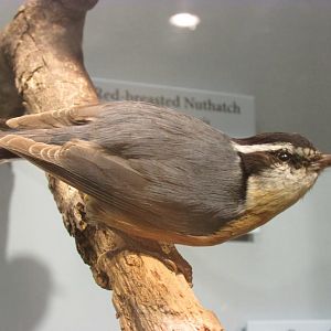 Birds of DC Case 17 Red Breasted Nuthatch