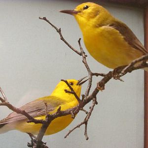 Birds of DC Case 1 Prothonotary Warblers