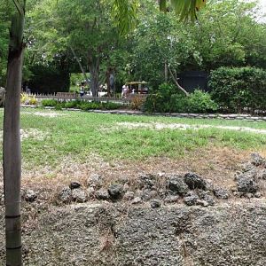 Indian Rhinoceros Exhibit Rear View