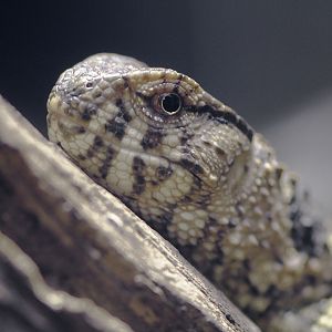Chinese crocodile lizard