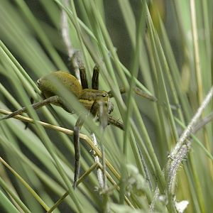 Great raft spider