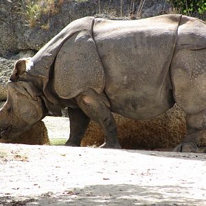 Indian Rhinoceros Johnny