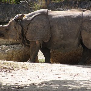 Indian Rhinoceros Johnny