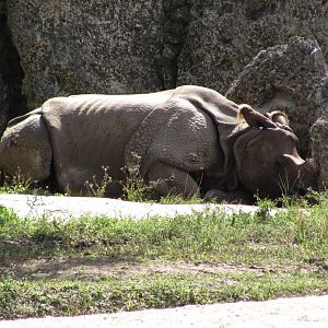 Indian Rhinoceros Kalu