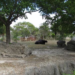 Indian Gaur Exhibit