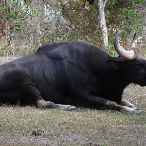 Indian Gaur Gunther