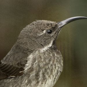 Scarlet-chested sunbird