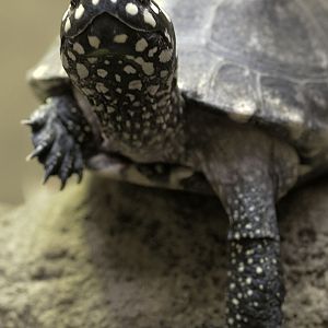 Spotted pond turtle