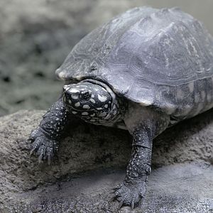 Spotted pond turtle