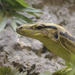 Mindanao water monitor