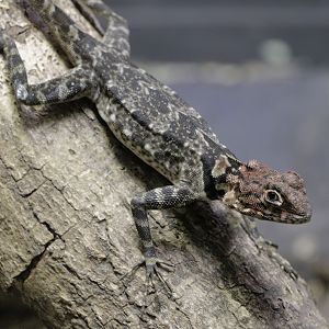 Spiny-headed tree lizard