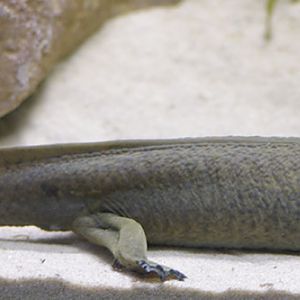Lake Patzcuaro salamander
