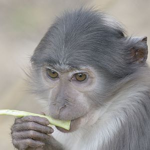 White-naped mangabey