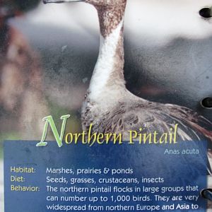 Wings of Asia Field Guide Northern Pintail