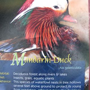 Wings of Asia Field Guide Mandarin Duck