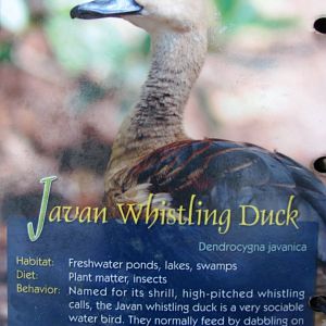 Wings of Asia Field Guide Javan Whistling Duck