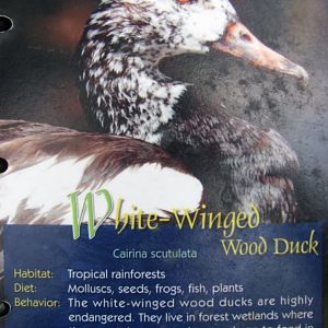 Wings of Asia Field Guide White Winged Wood Duck