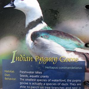 Wings of Asia Field Guide Indian Pygmy Goose