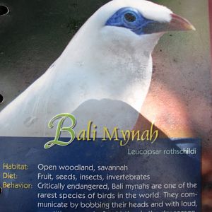Wings of Asia Field Guide Bali Mynah