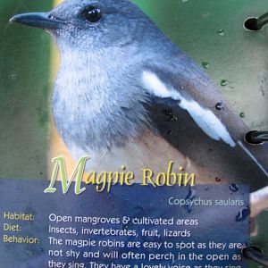Wings of Asia Field Guide Magpie Robin